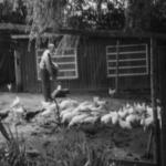 14 Hønseriet i baghaven 1954