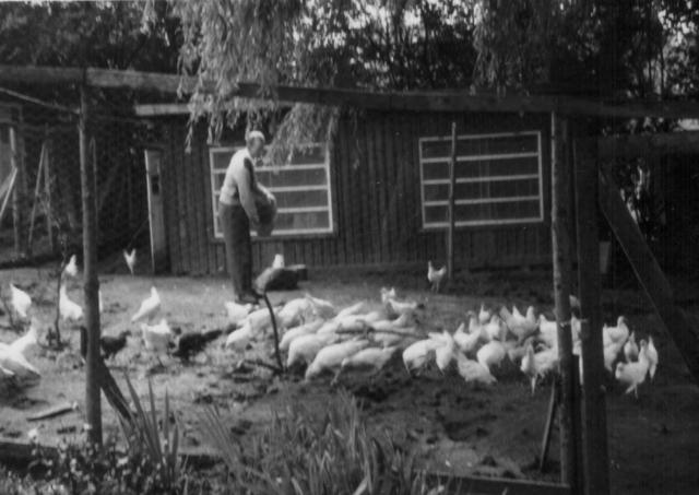 14 Hønseriet i baghaven 1954